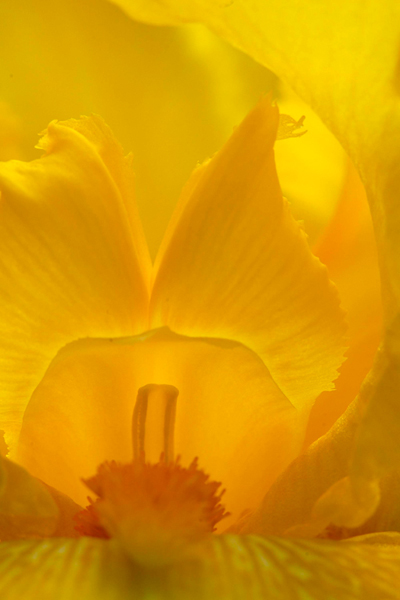 Yellow Iris D Steinmeyer